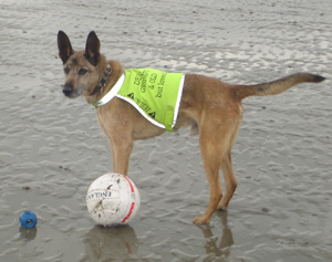 Clyde on the beach