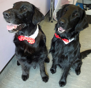 Diesel in a lovely bowtie