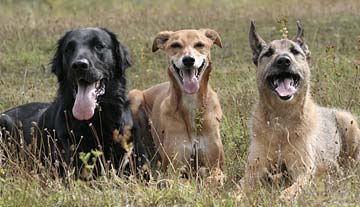 Diesel, Lady and Clyde